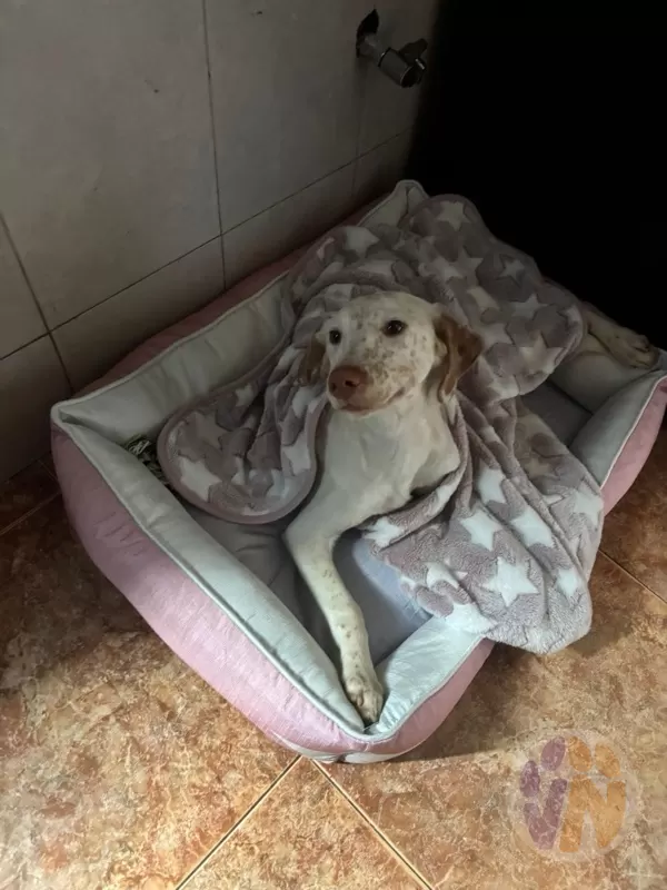 Blanca