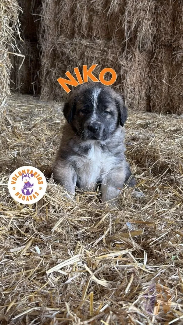Niko