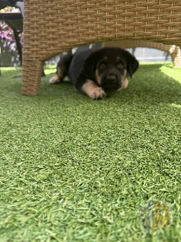 Oreo