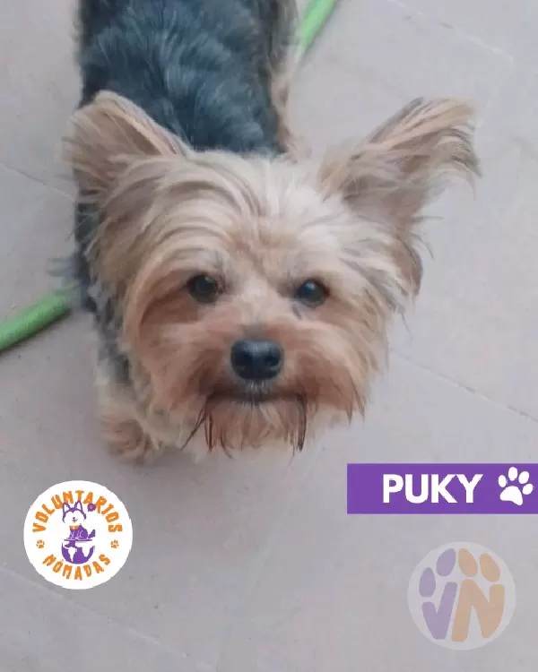 Puky