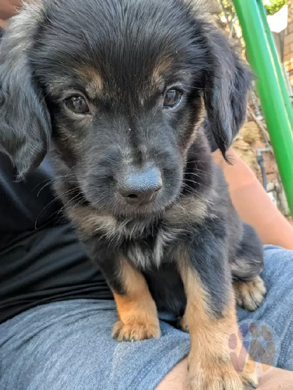 Yoshi