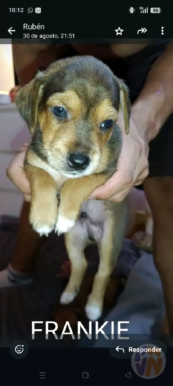 Frankie