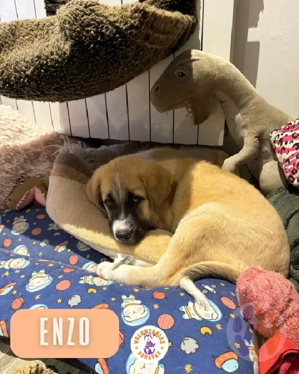 Enzo