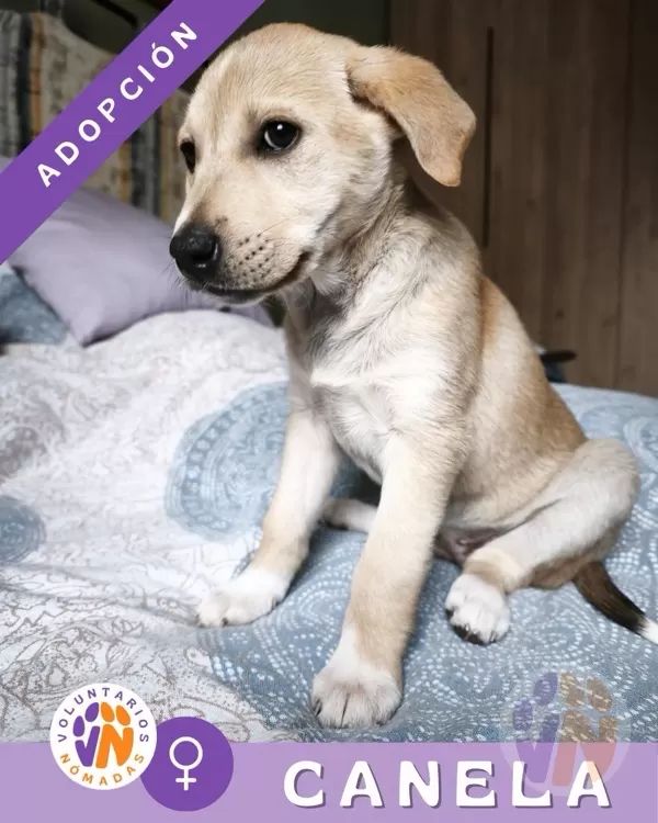 Canela