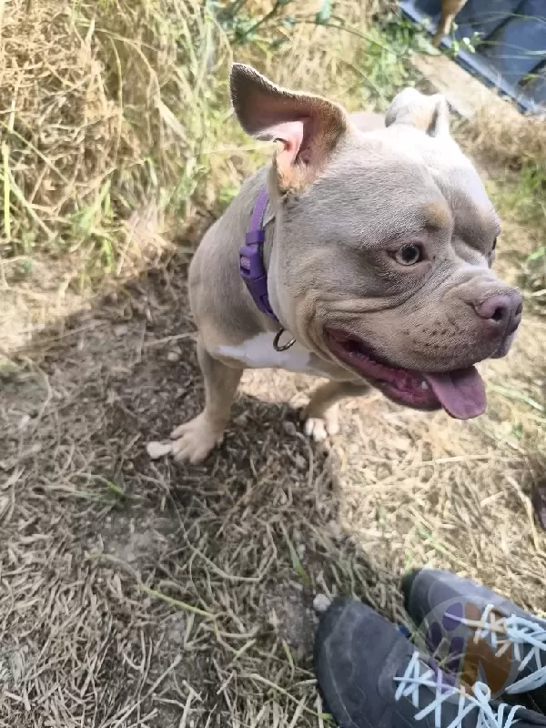 Kyara