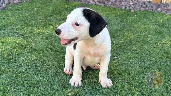 Mambo