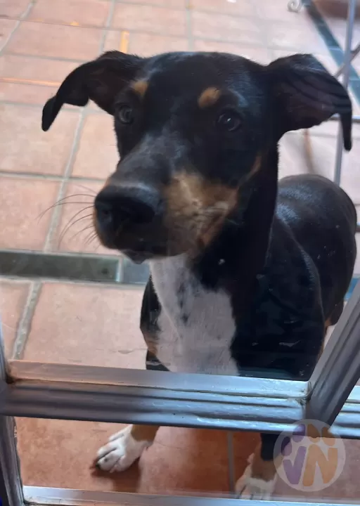 Pancho