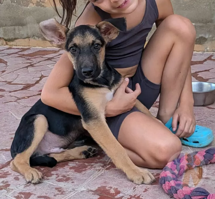 Bruno