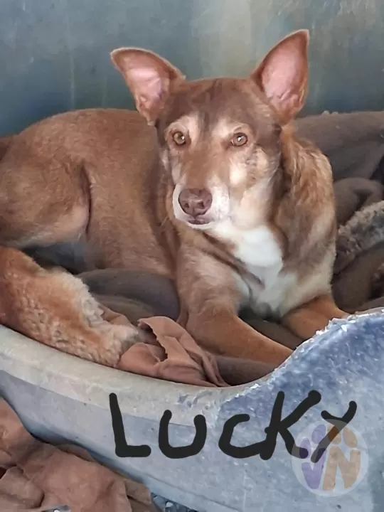 Lucky