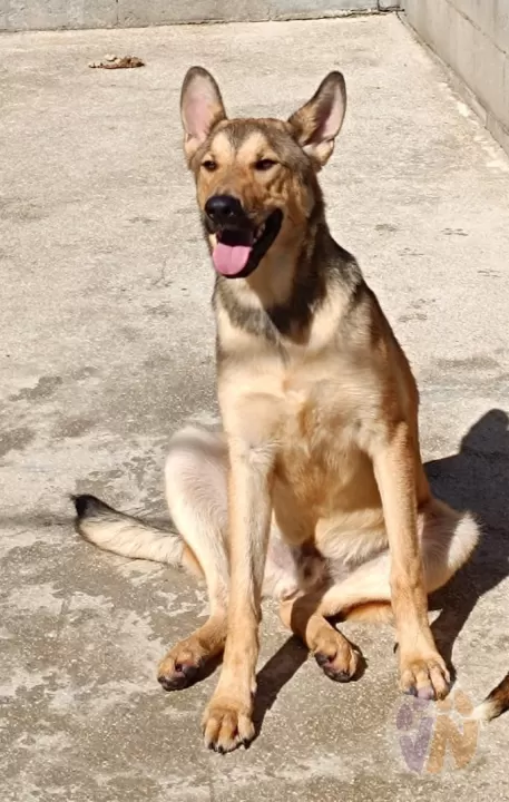 Leo