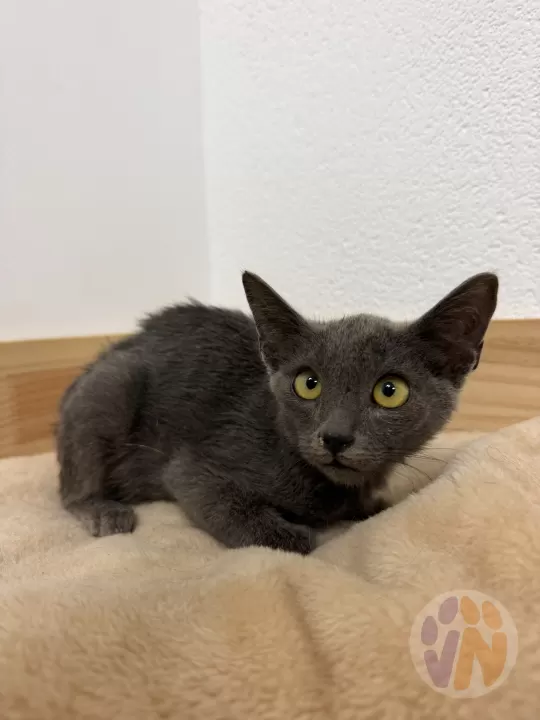 Niko