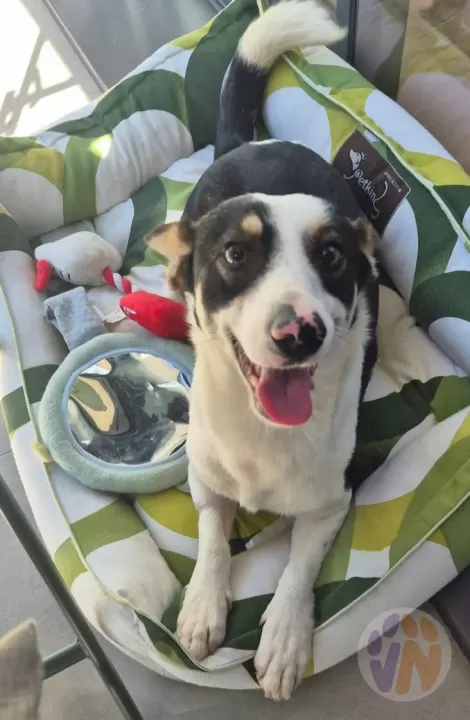 Milo