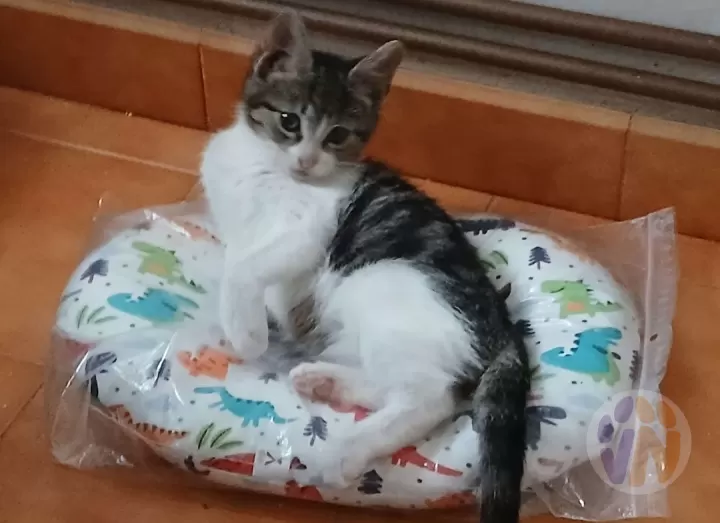 Canelo
