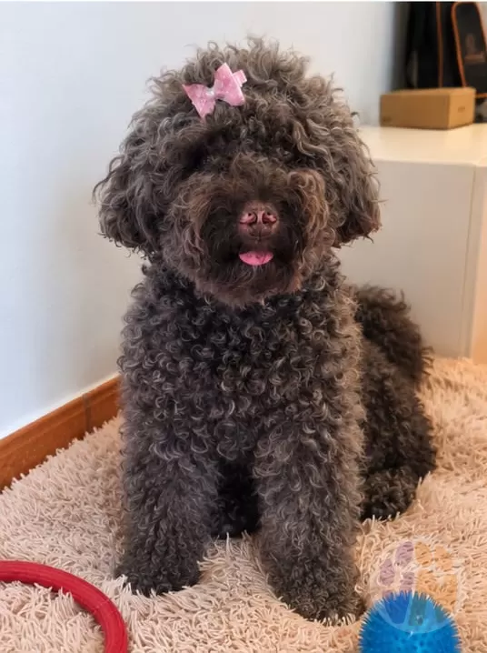 Princesa