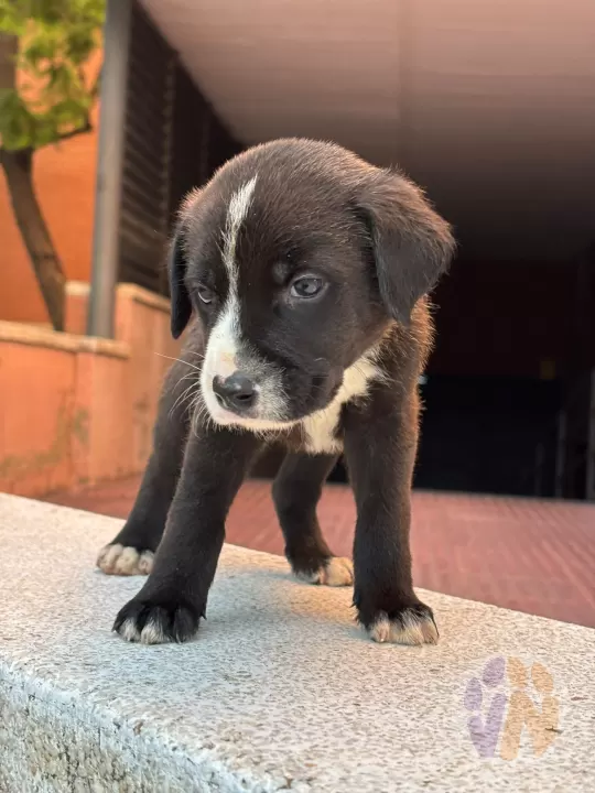 Otis