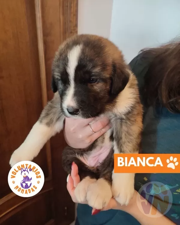 Bianca