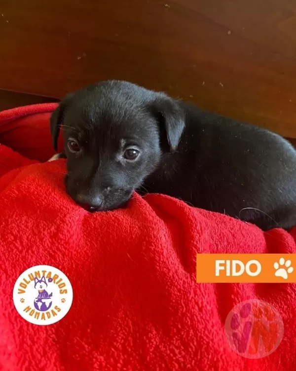 Fido