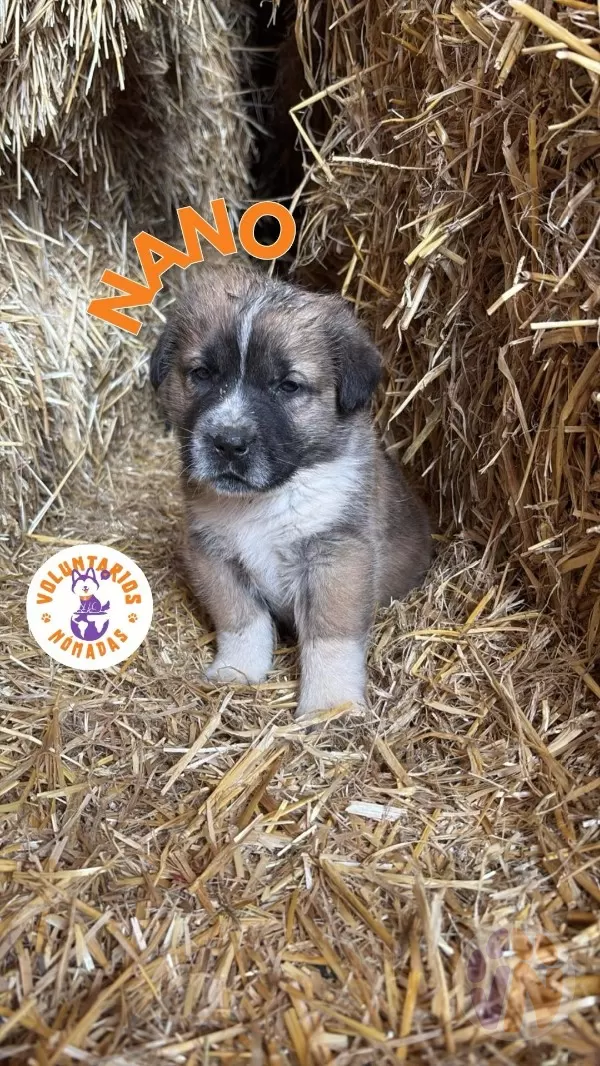 Nano