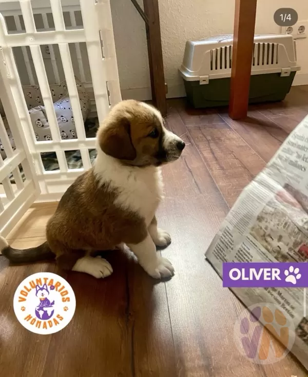Oliver