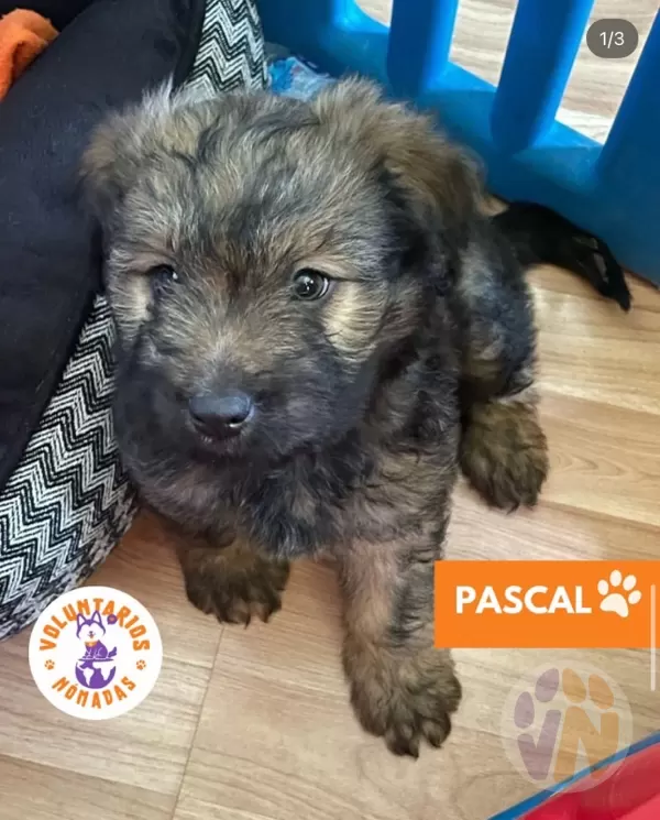 Pascal