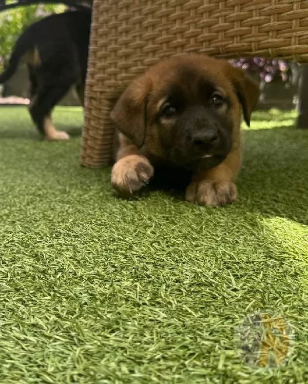 Brownie