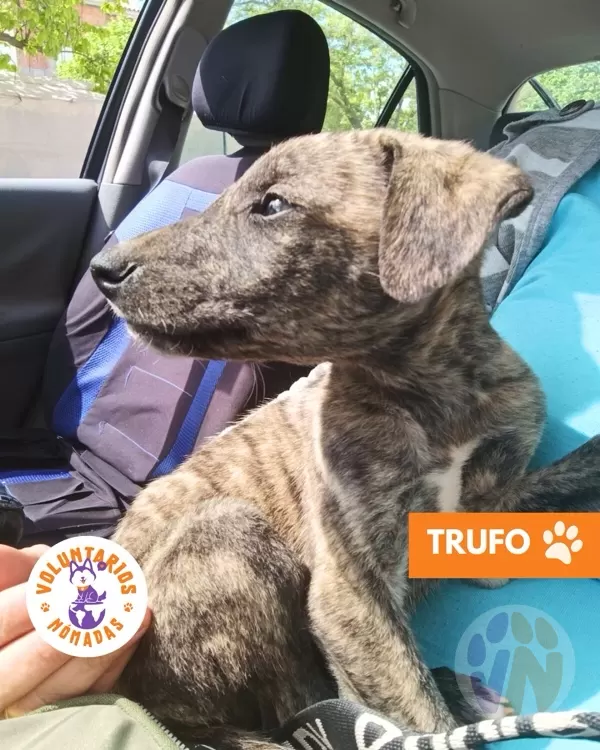 Trufo
