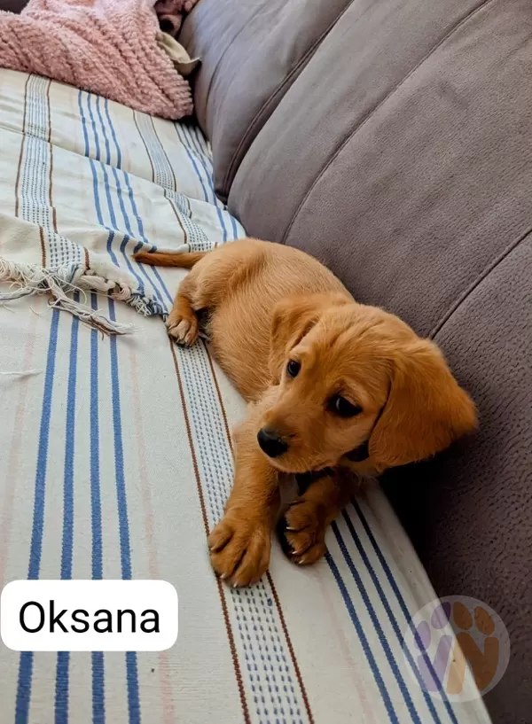Oksana