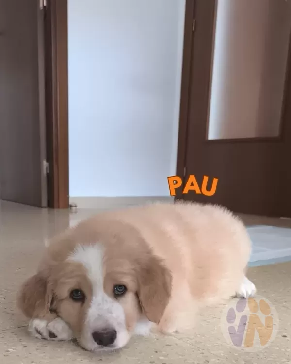 Pau