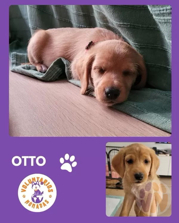 Otto