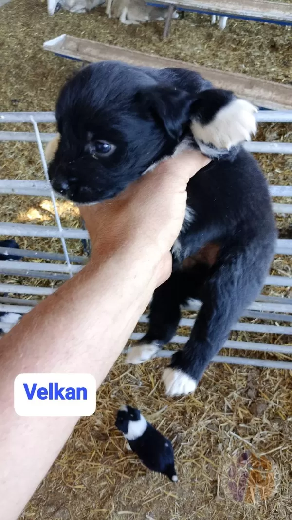 Velkan
