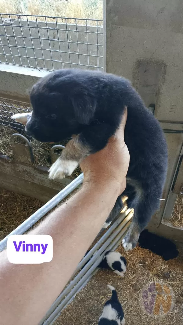Vinny