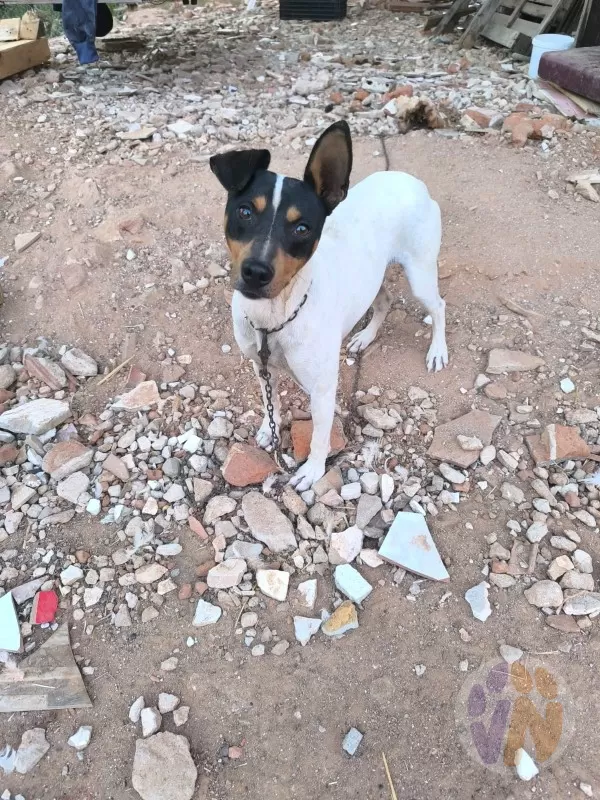 Curro