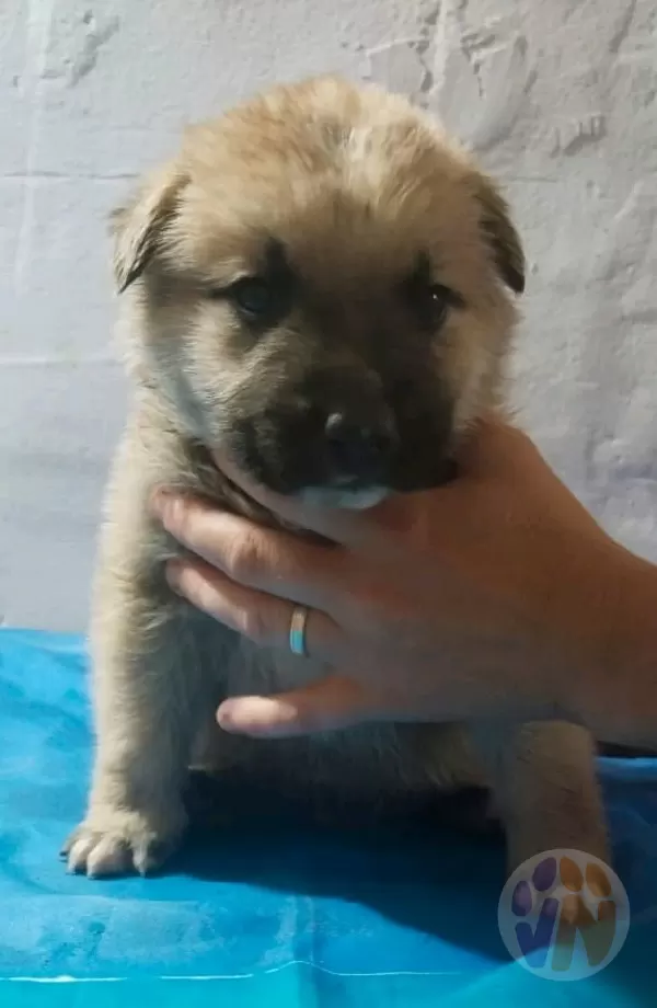 Apolo