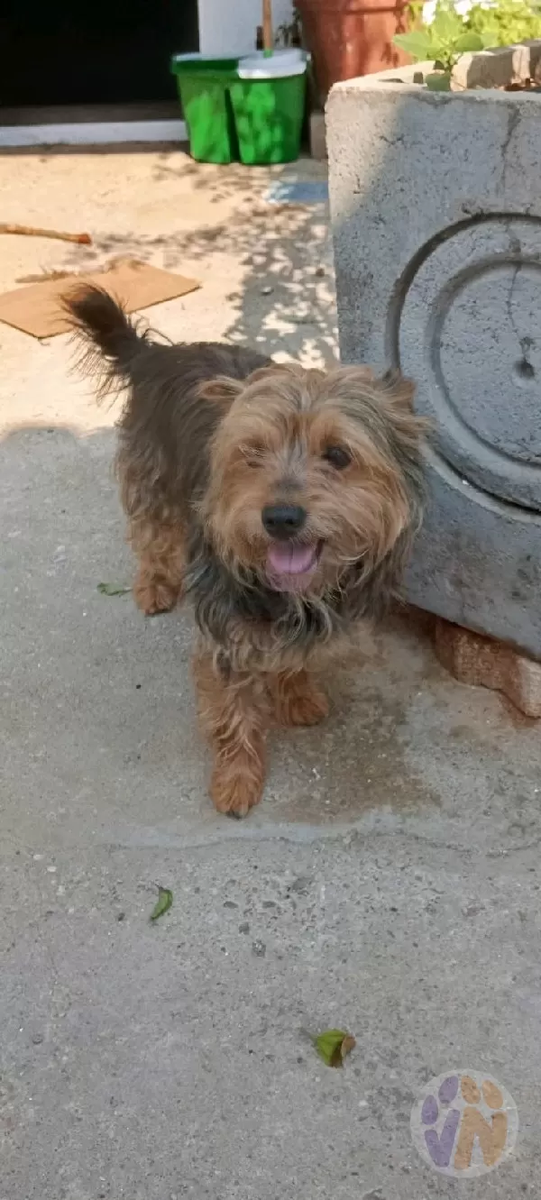 Pelo