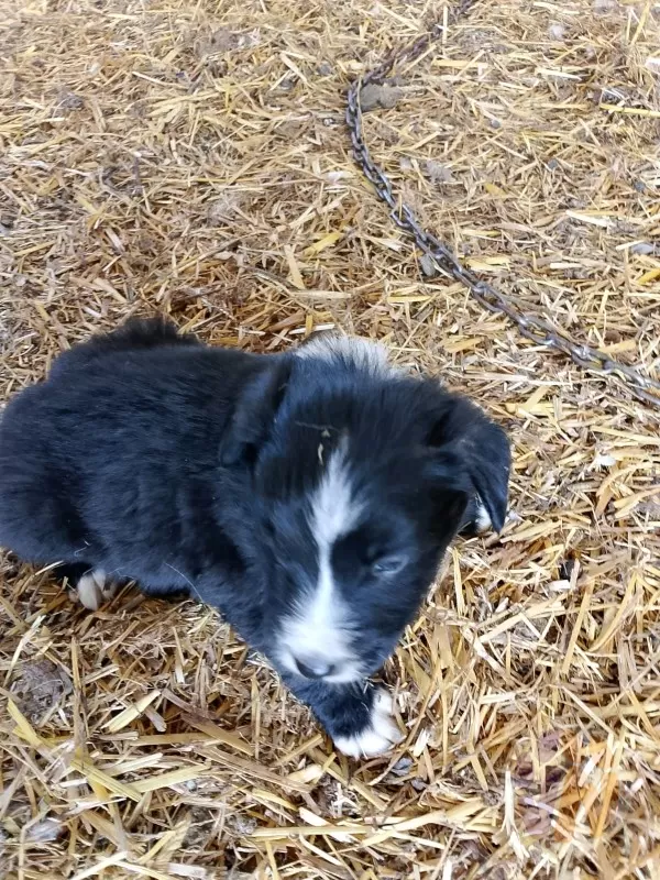 Charlie