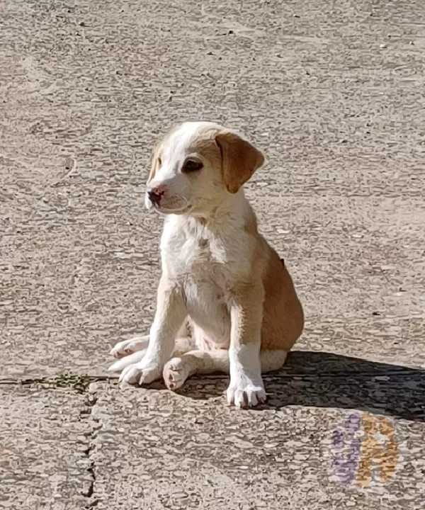 Porthos