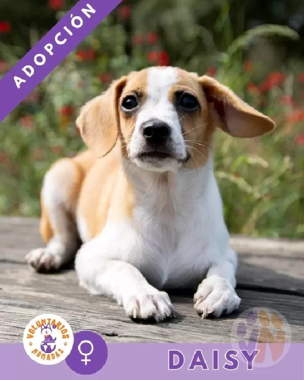 Daisy