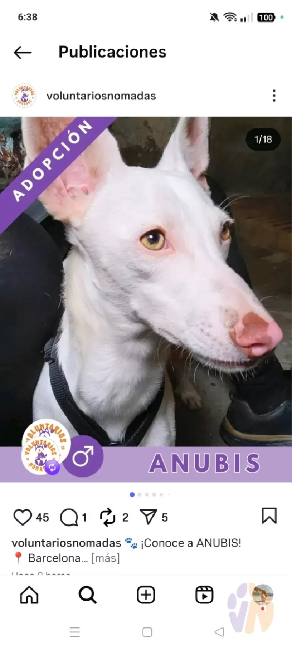Anubis