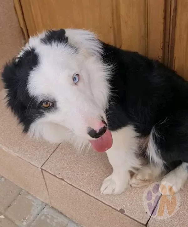 Max