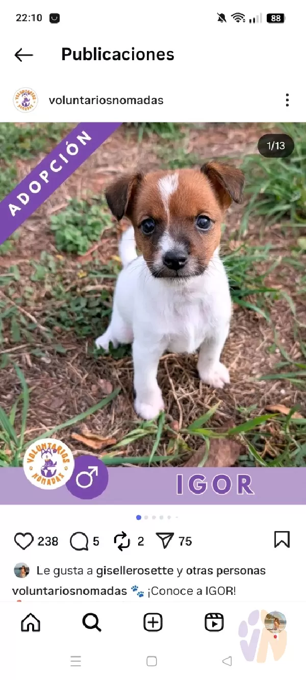 Igor