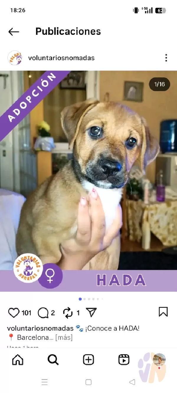 Hada