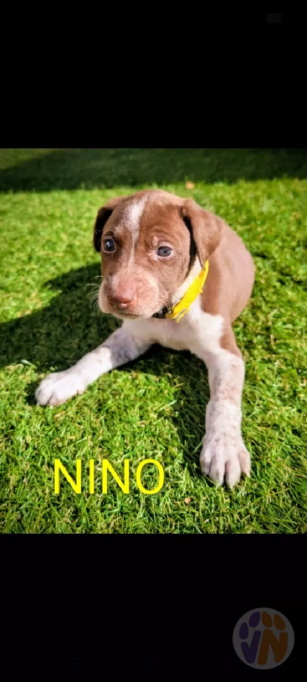 Nino