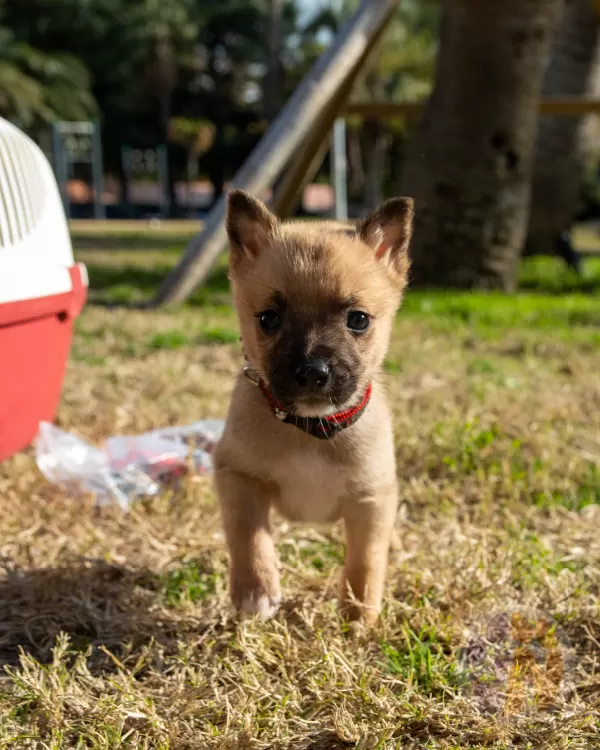Rodolfo