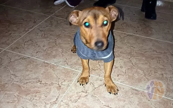 Milo