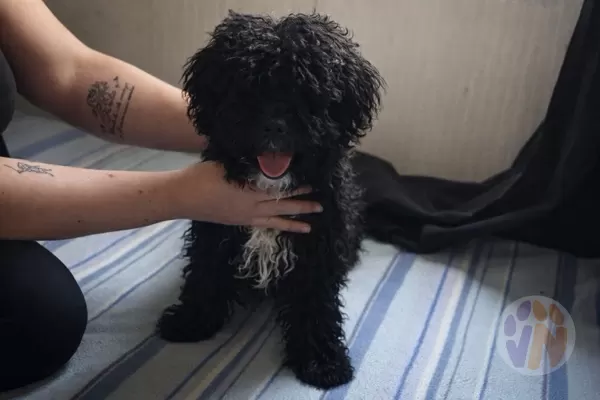 Lola