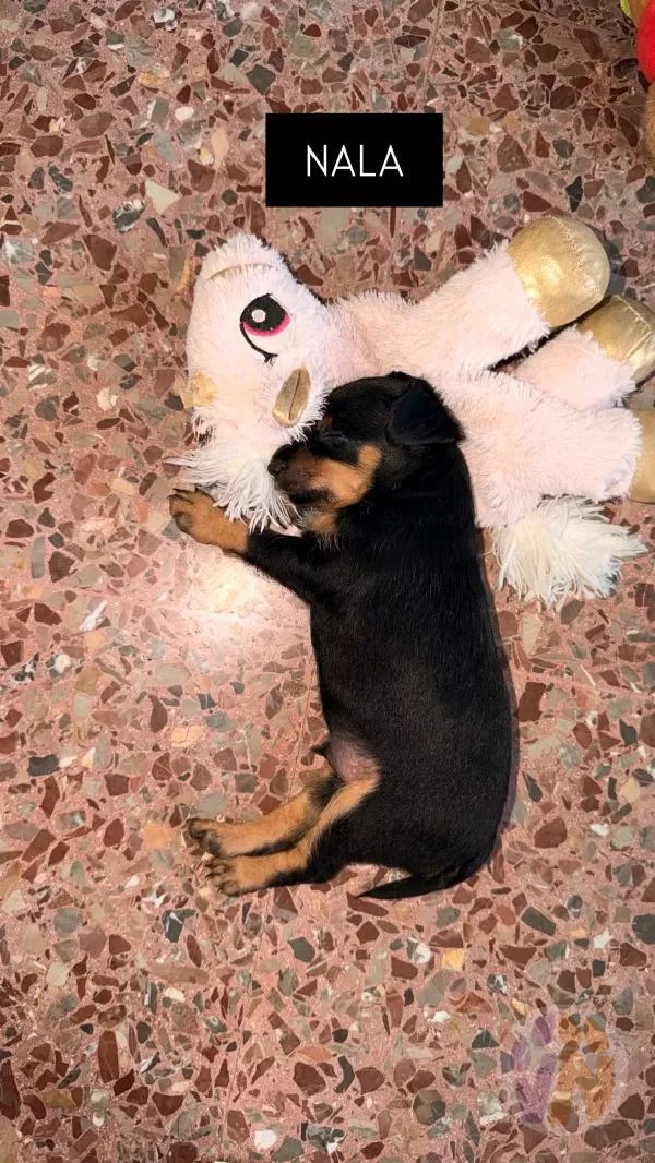 Nala