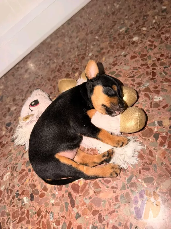 Mía