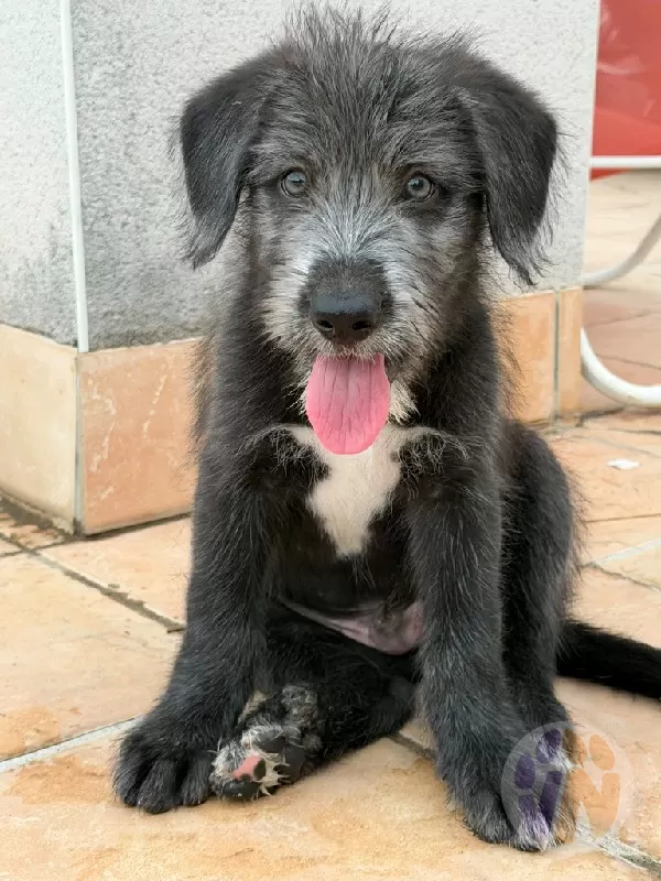 Elvis